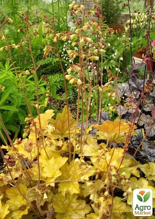 Саджанець Agro-Market Гейхера (Heuchera) Ginger Ale (181406) - фото 2