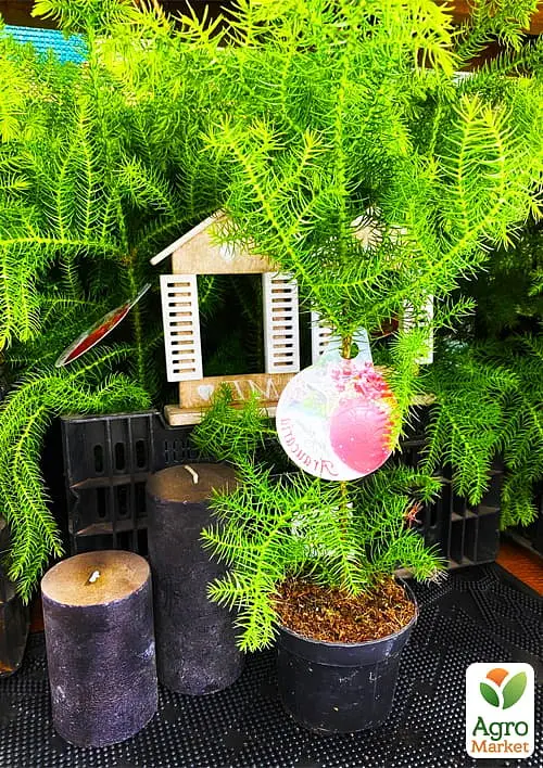 Саджанець Agro-Market Араукарія (Araucaria heterophylla) кімнатна ялина 1 шт. в упаковці (51637) - фото 2