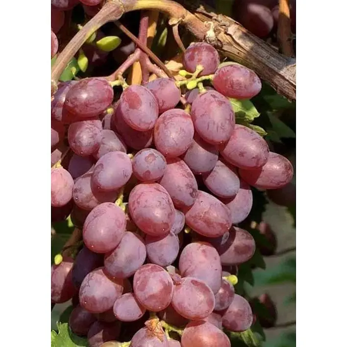 Саджанець Agro-Market Виноград Вікторія (ранній термін дозрівання) 1 шт. в упаковці (36270) - фото 3