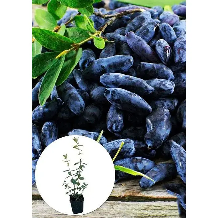 Саджанець Agro-Market Жимолость Атут (ранній термін дозрівання, самий невибагливий і зимостійкий сорт) 1 шт. в упаковці (43967) - фото 2