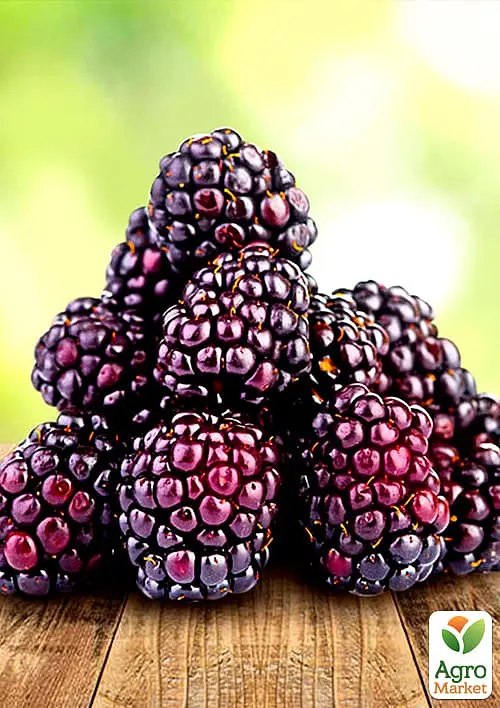 Саджанець Agro-Market Малиново-ожиновий гібрид Бойсенберрі (Boysenberry) ремонтантний сорт, один з кращих гібридів) 1 шт. в пакуванні (23997) - фото 2