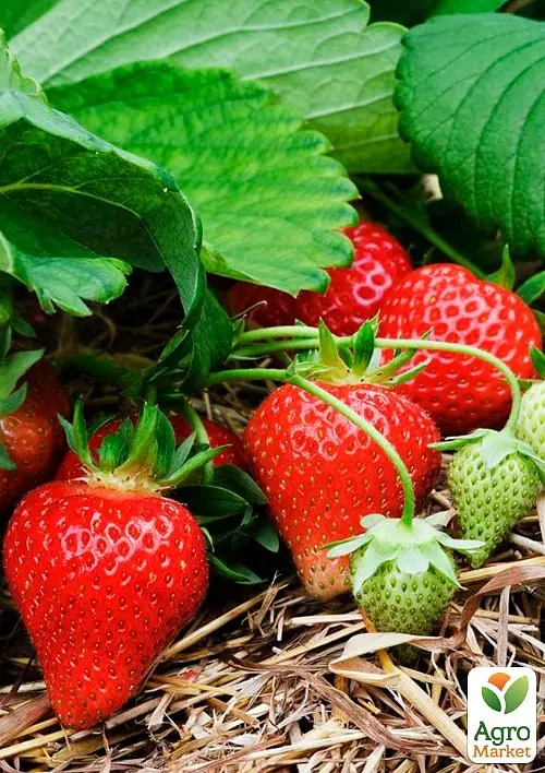 Саженец Agro-Market Клубника Гранд Роса (средний срок созревания, крупноплодный сорт) 5 шт. в упаковке (178801) - фото 2