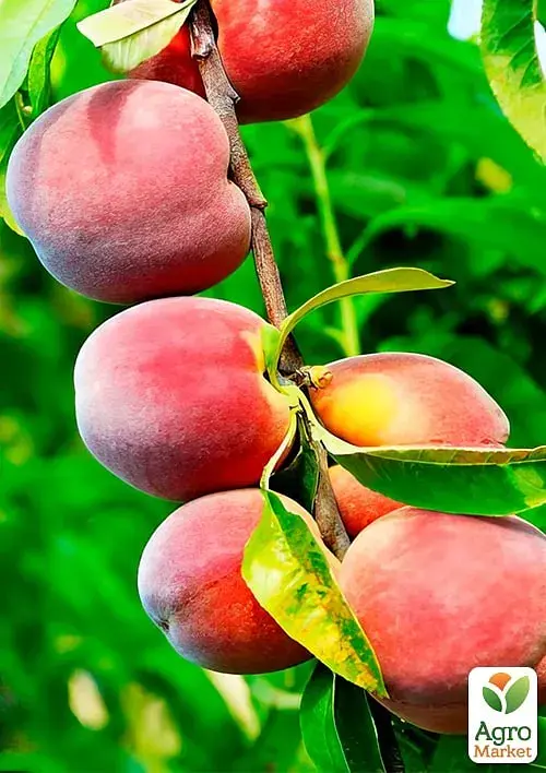 Саджанець Agro-Market Персик Даймонд принцес (великоплідний, середньопізній термін дозрівання) 1 шт. в упаковці (180473) - фото 4
