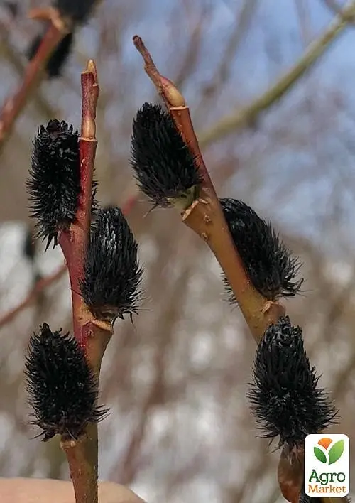 Верба тонкостовбурна чорна "Меланостахіс" (Salix gracilistyla "Melanostachys") висота 25-40см (62191) 1 саджанець - фото 3