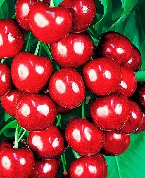 Саженец Agro-Market Черешня Источник (летний сорт, ранний срок созревания) (39899) 1 шт. в упаковке - фото 2