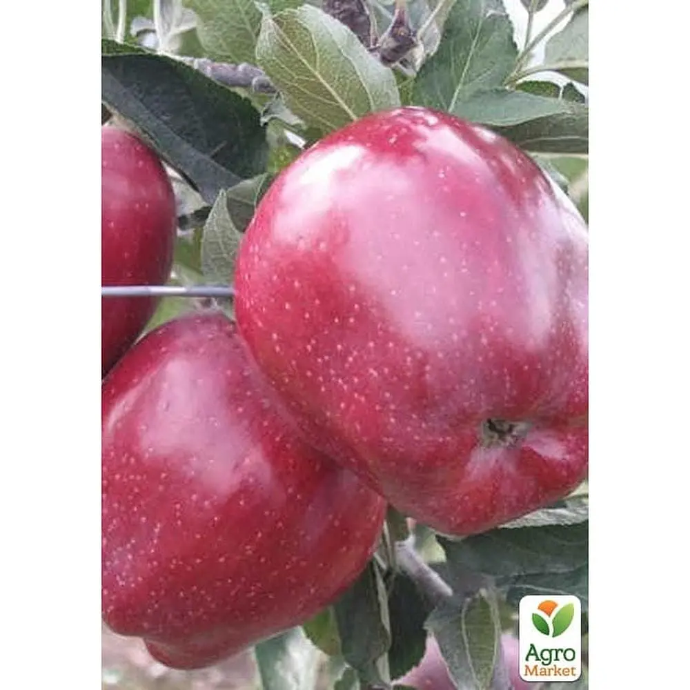 Саджанець Agro-Market Яблуня Супер Чіф укорінена в контейнері (саджанець 2 роки) (181476) - фото 2
