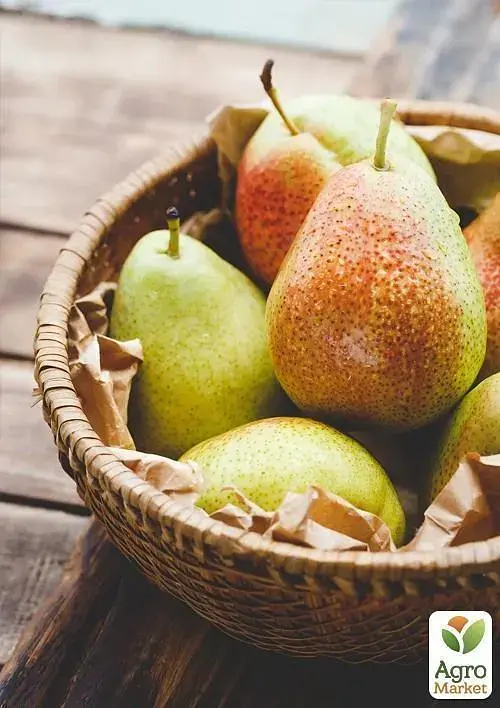 Саженец Agro-Market Груша Ноябрьская (раннезимний сорт, поздний срок созревания) 1 шт. в упаковке (20917) - фото 2