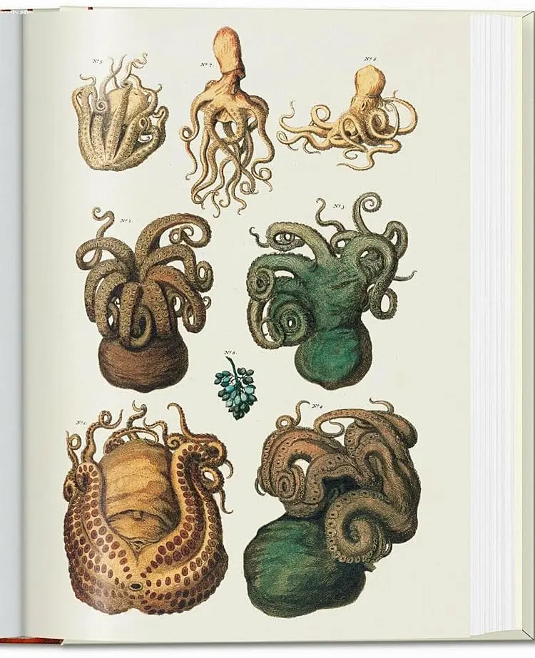 Seba. Cabinet of Natural Curiosities - фото 5