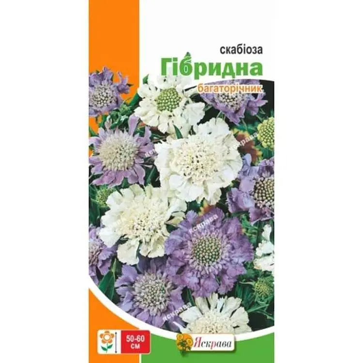 Скабіоза ЯСКРАВА гібридна багаторічна (20 пачок) 0,1г