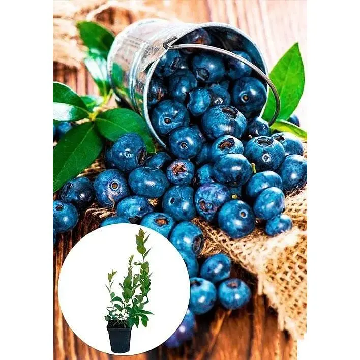 Саджанець Agro-Market Лохина (чорниця садова) Спартан (середній термін дозрівання, високостійкий до хвороб) 1 шт. в упаковці (20759) - фото 2