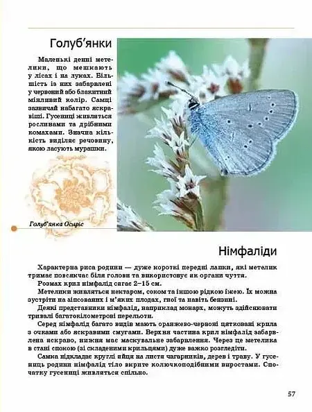 Комахи та інші - Тетяна Жабська - фото 6