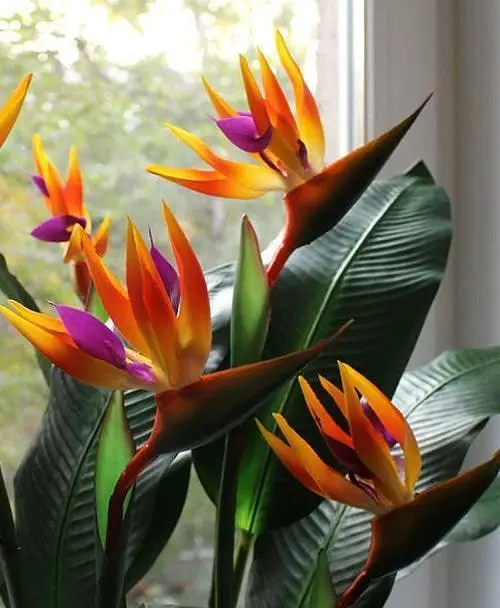 Саджанець Agro-Market Стреліція Королівська Bird of Paradise (62277) 1 шт. в упаковці (кімнатний) - фото 2