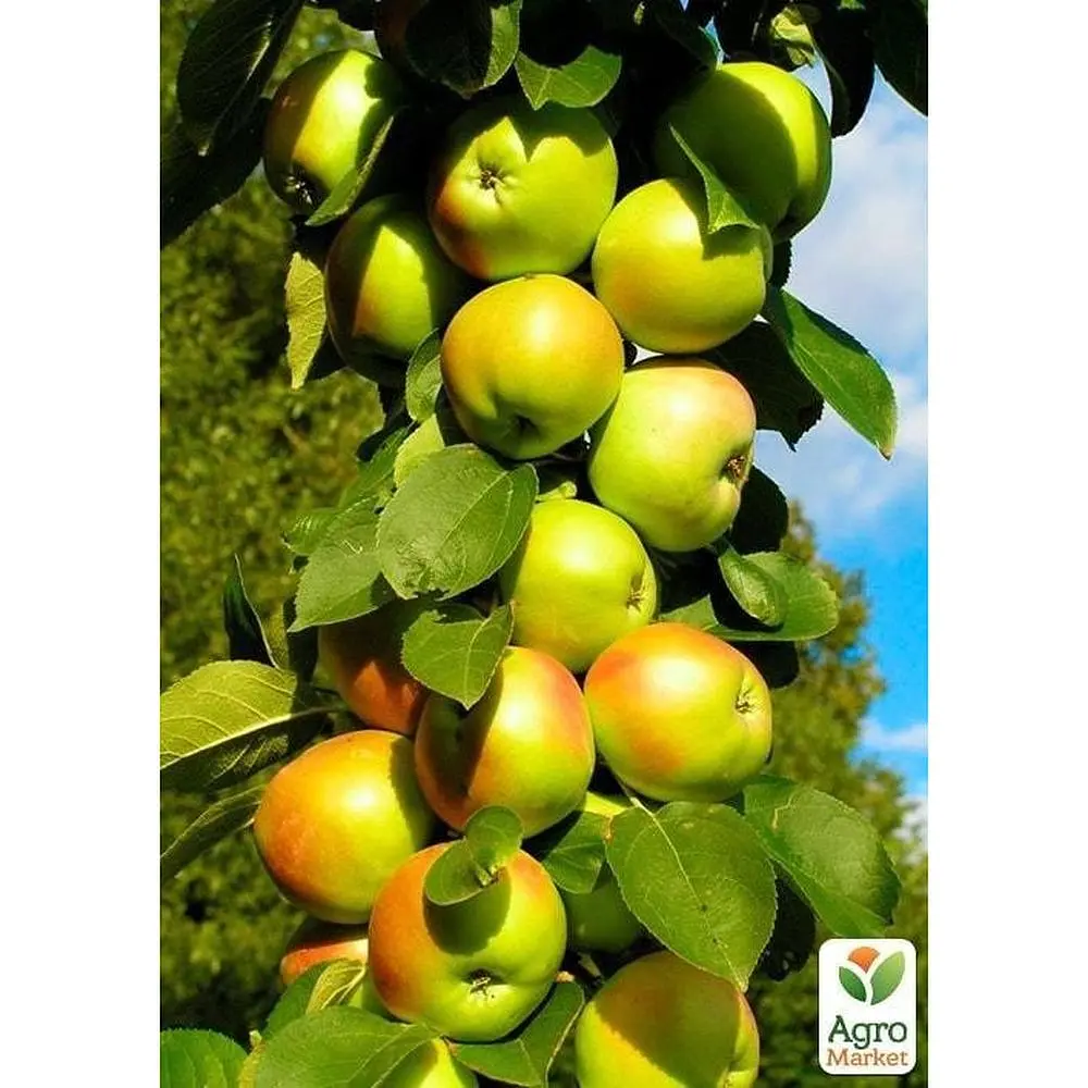 Саджанець Agro-Market Яблуня колоноподібна Білосніжка укорінена в контейнері (саджанець 2 роки) (99964) - фото 2