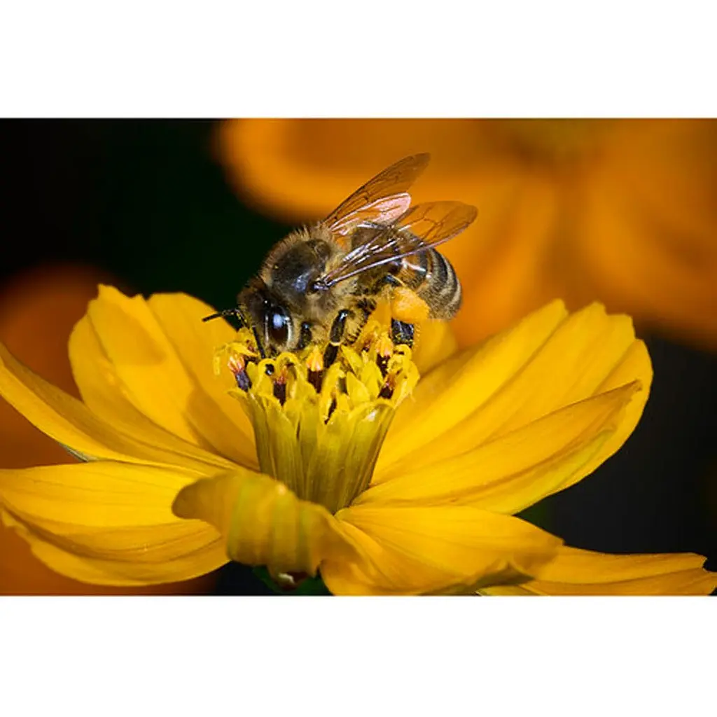 Спалах Godox Macro Ring Nikon (MF-R76N) [137775] - фото 12