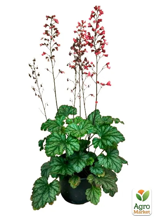 Саженец Agro-Market Гейхера (Heuchera) Paris С1 (высота 15-30см) (154089) - фото 2