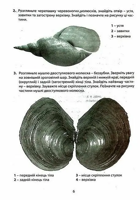 Біологія. 7 клас. Зошит для лабораторних досліджень та практичних робіт - фото 4