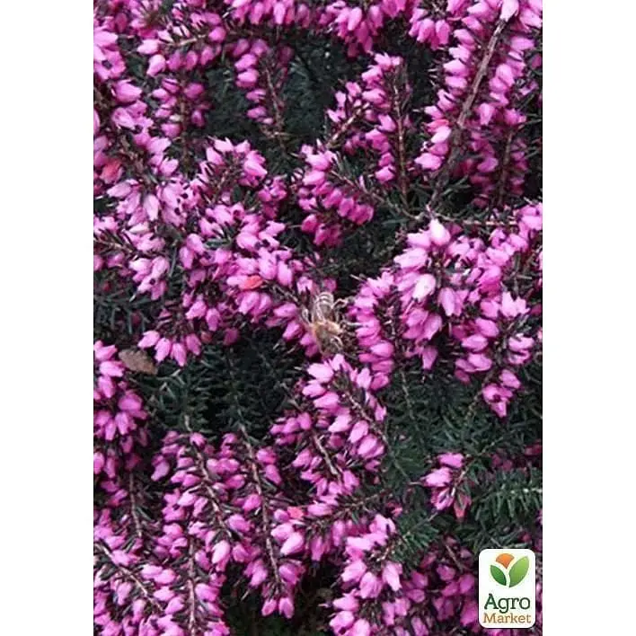Саженец Agro-Market Эрика травянистая Крамерс Роут (Kramer's Rote) P11 (44441) 1 шт. в упаковке - фото 2