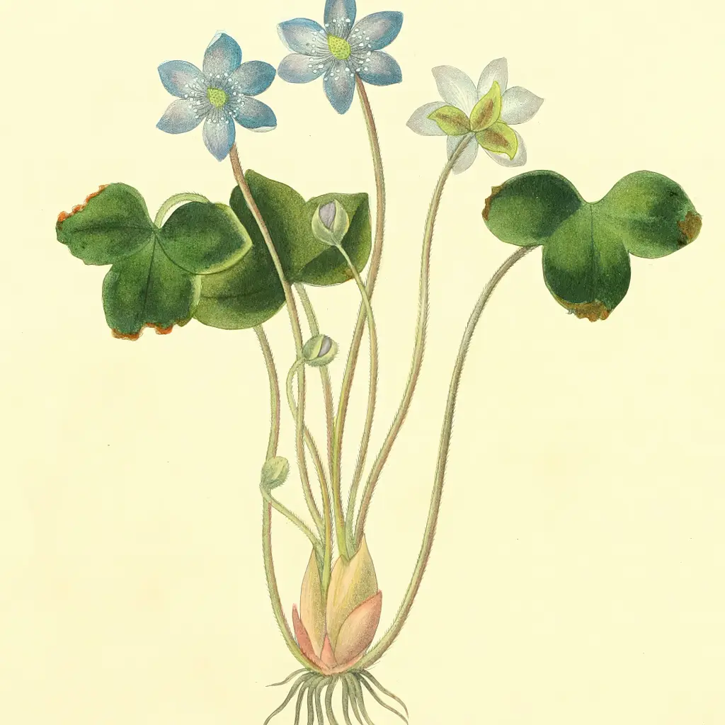 Інтер'єрна картина Ботанічна ілюстрація, Hepatica Triloba, ботаніка, інтер'єрний декор, 60×45 см (id7154) - фото 6