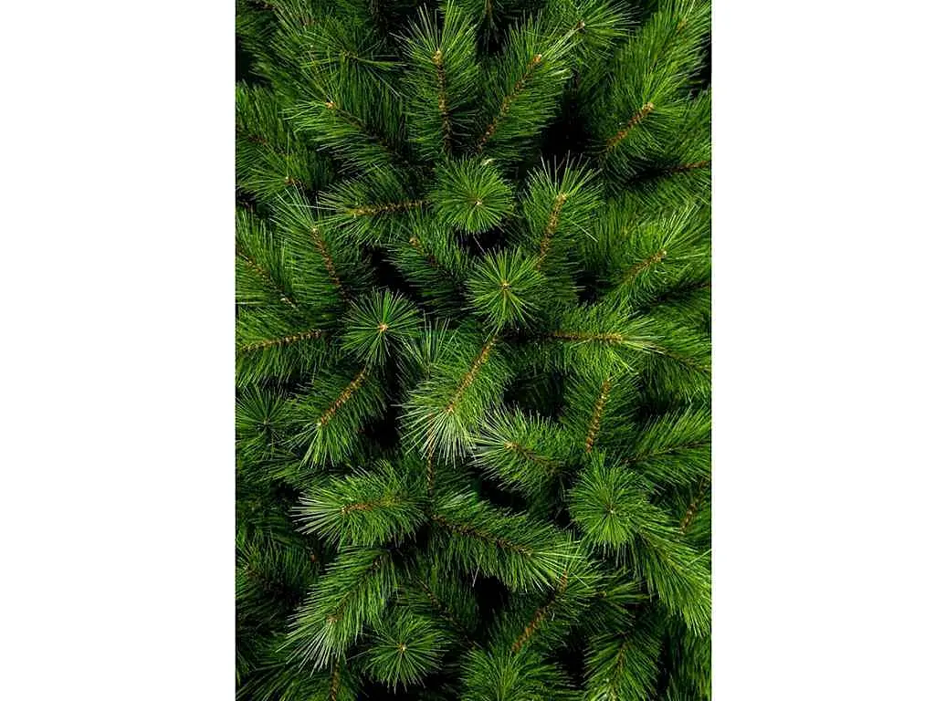 Сосна Канадська КОЛОМИЯ 1,8м Мікс - фото 4