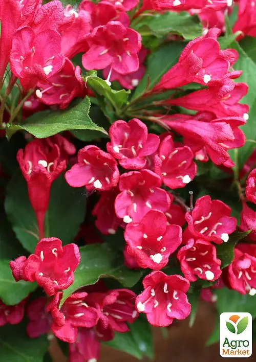 Саджанець Agro-Market Вейгела 5-річна Bristol Ruby С7.5 (висота 40-60см) (167999) - фото 4