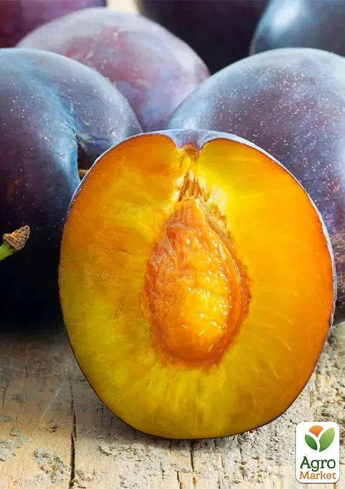 Саженец Agro-Market Слива Топенд плюс (осенний сорт, поздний срок созревания) 1 шт. в упаковке (177322) - фото 2