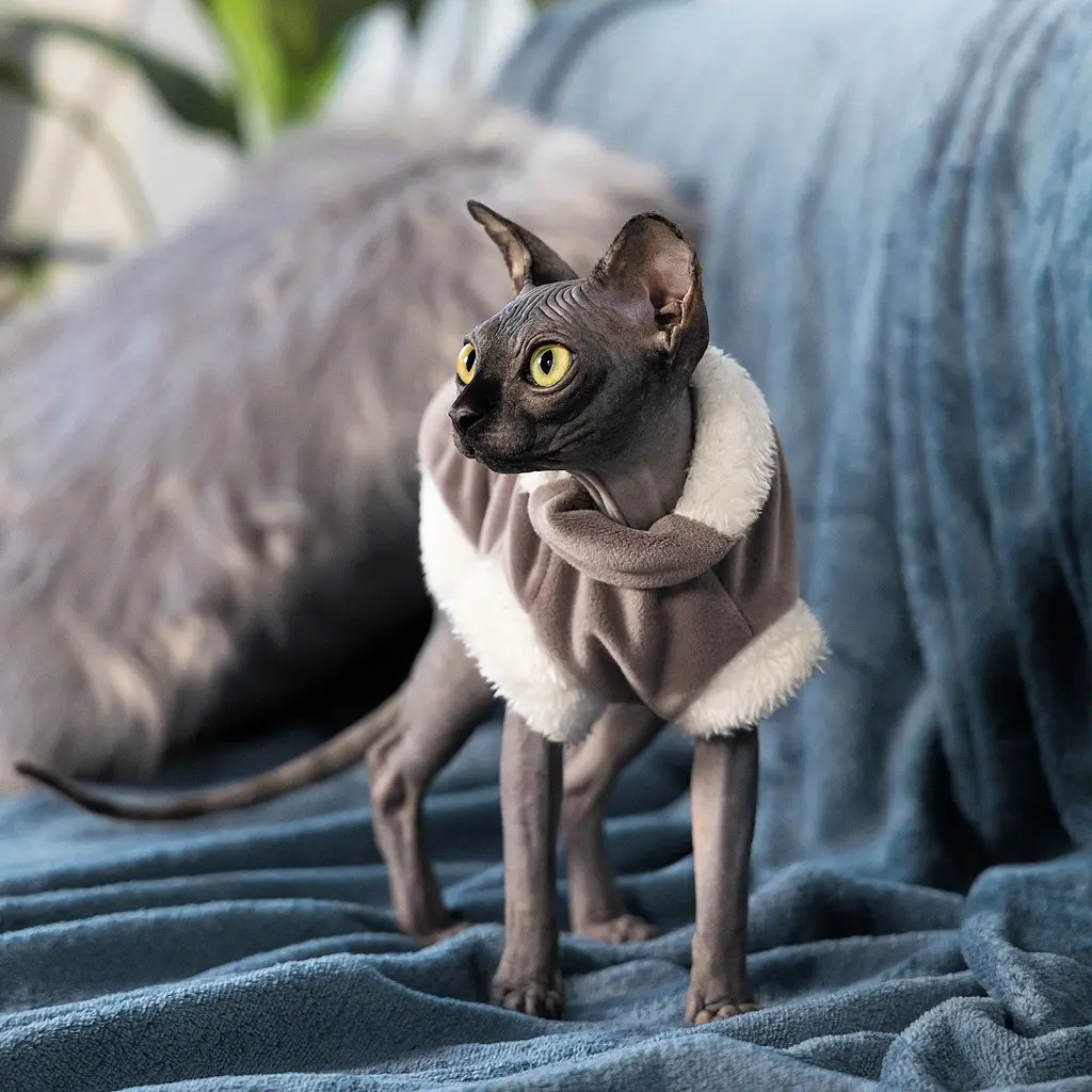 Светр Pet Fashion Tom L капучіно - фото 4