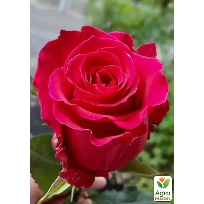 Роза чайно-гибридная Agro-Market Gotcha саженец класса АА+ высший сорт 1 шт. в упаковке (181494) - фото 2
