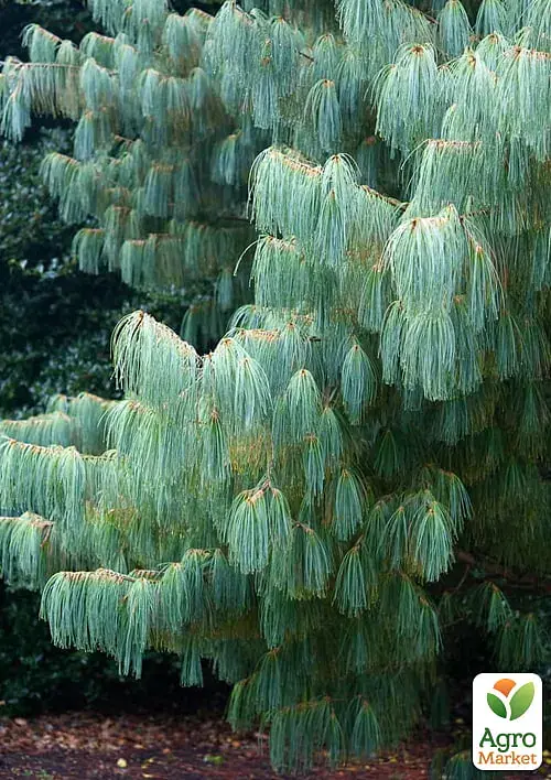 Саженец Agro-Market Сосна 3-летняя Кедровая Арманда (Pinus Armandii) C3 высота 55-75 см 1 шт. в упаковке (182550) - фото 2