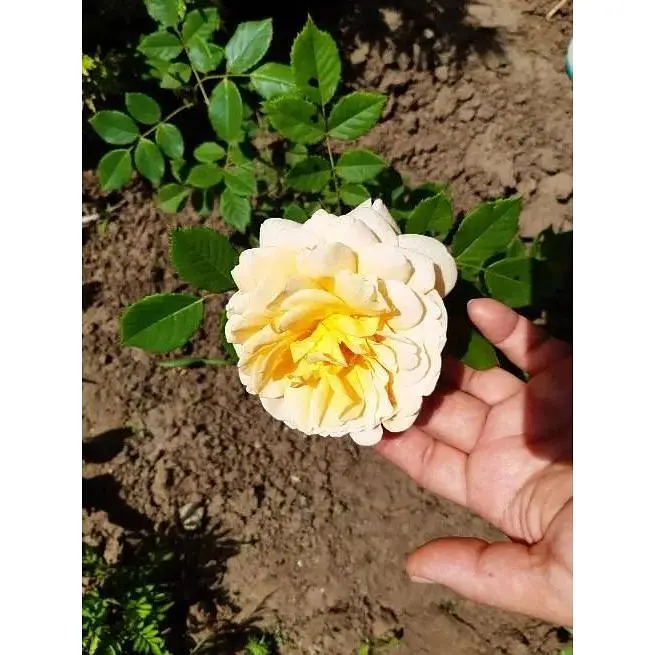 Троянда флорибунда Agro-Market Friesia саджанець класу АА+ вищий сорт 1 шт. в упаковці (17319) - фото 2