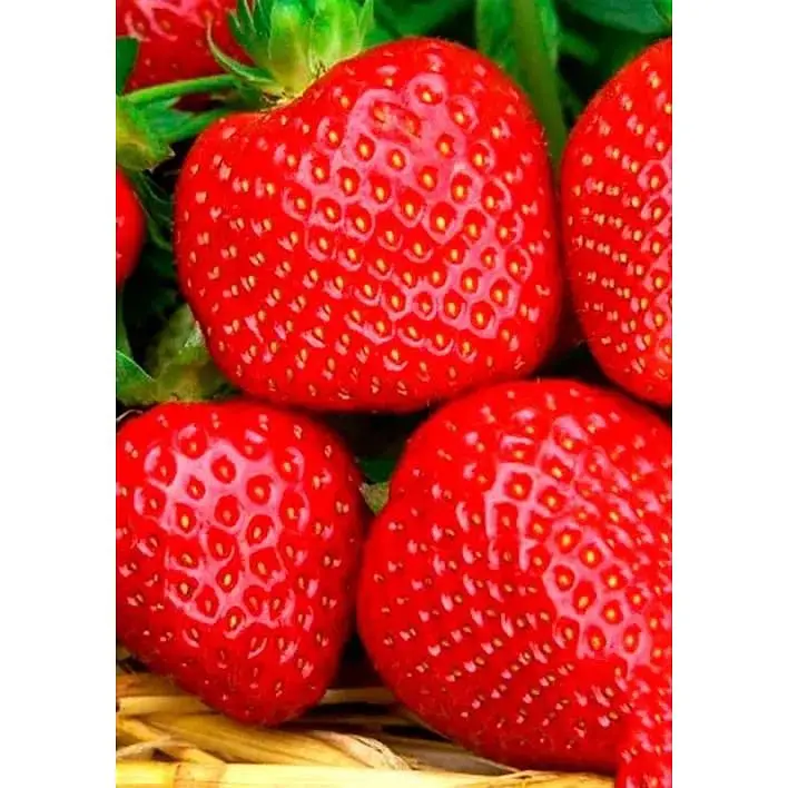 Саджанець Agro-Market Полуниця Портола (Portola) 5шт (ремонтантний високоврожайний сорт, ранній термін дозрівання) (37282) - фото 3