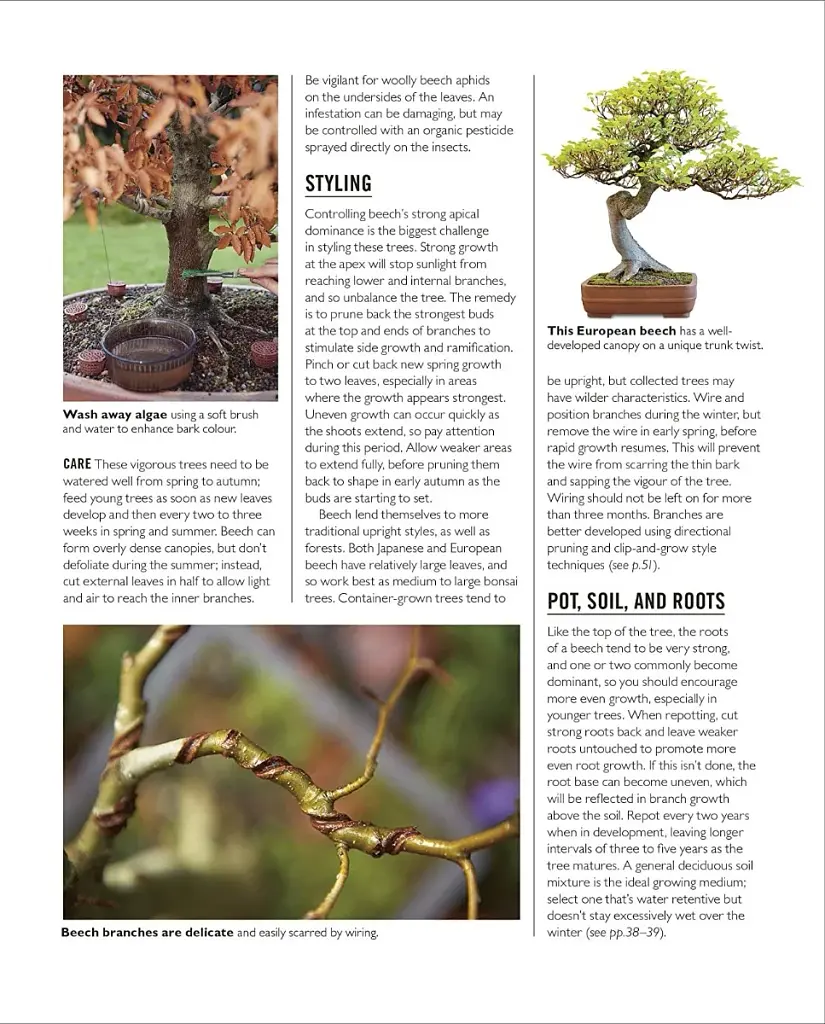 Grow Bonsai - фото 8