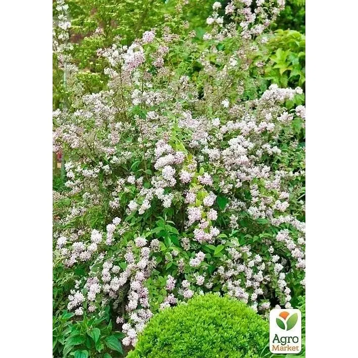 Саженец Agro-Market Дейция гибридная Mont Rose (177161) 1 шт. в упаковке - фото 3