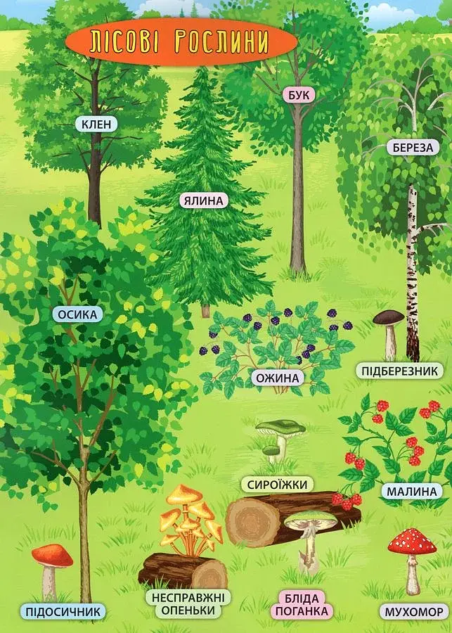 Енциклопедія з наліпками. Лісові тварини та рослини - фото 4