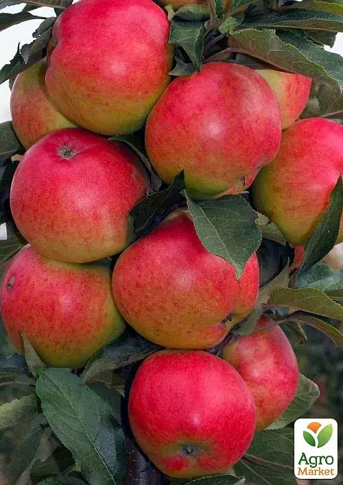 Саженец Agro-Market Яблоня колоновидная Патриот (летний сорт, ранний срок созревания) 1 шт. в упаковке (21021) - фото 2
