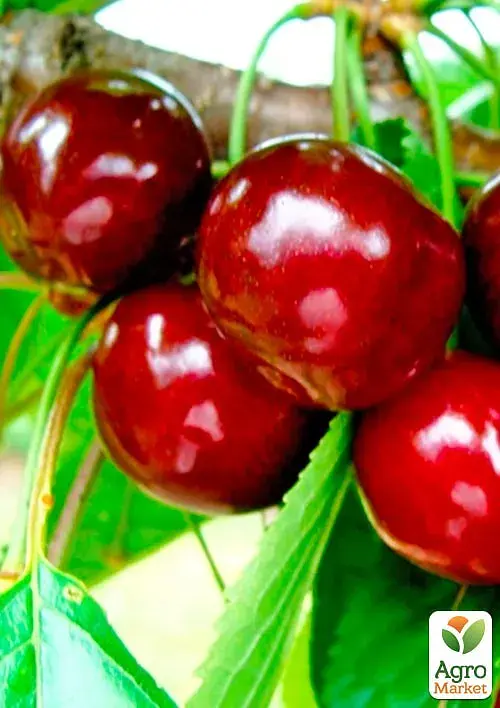 Саджанець Agro-Market Черешня Анонс (літній сорт, середній термін дозрівання) 1 шт. в упаковці (177326) - фото 2