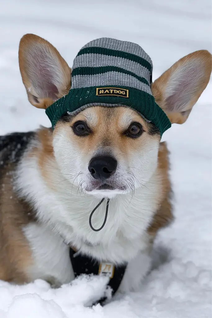 Шапка для собак Hat-Dog Слизерин (XL) - фото 6