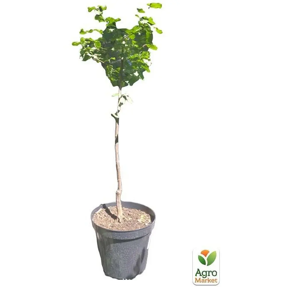 Саженец Agro-Market Слива Блэк Бьюти укоренена в контейнере (саженец 2 года) (101580) - фото 2