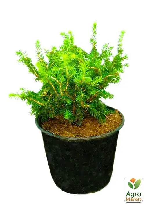 Саджанець Agro-Market Ялина звичайна Nidiformis C2 висота 15-20 см 1 шт. в упаковці (62174) - фото 3