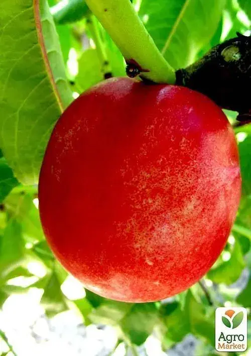 Саженец Agro-Market Нектарин Супер Квин (лысый персик, летний сорт, ранний срок созревания) 1 шт. в упаковке (37420) - фото 3