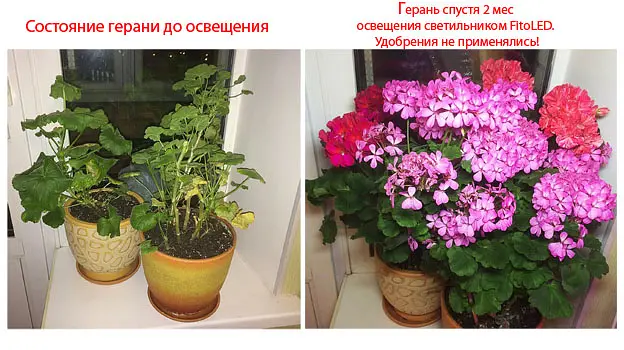 Светодиодный фитосветильник FitoLED 25 Combo (полный спектр) - фото 9