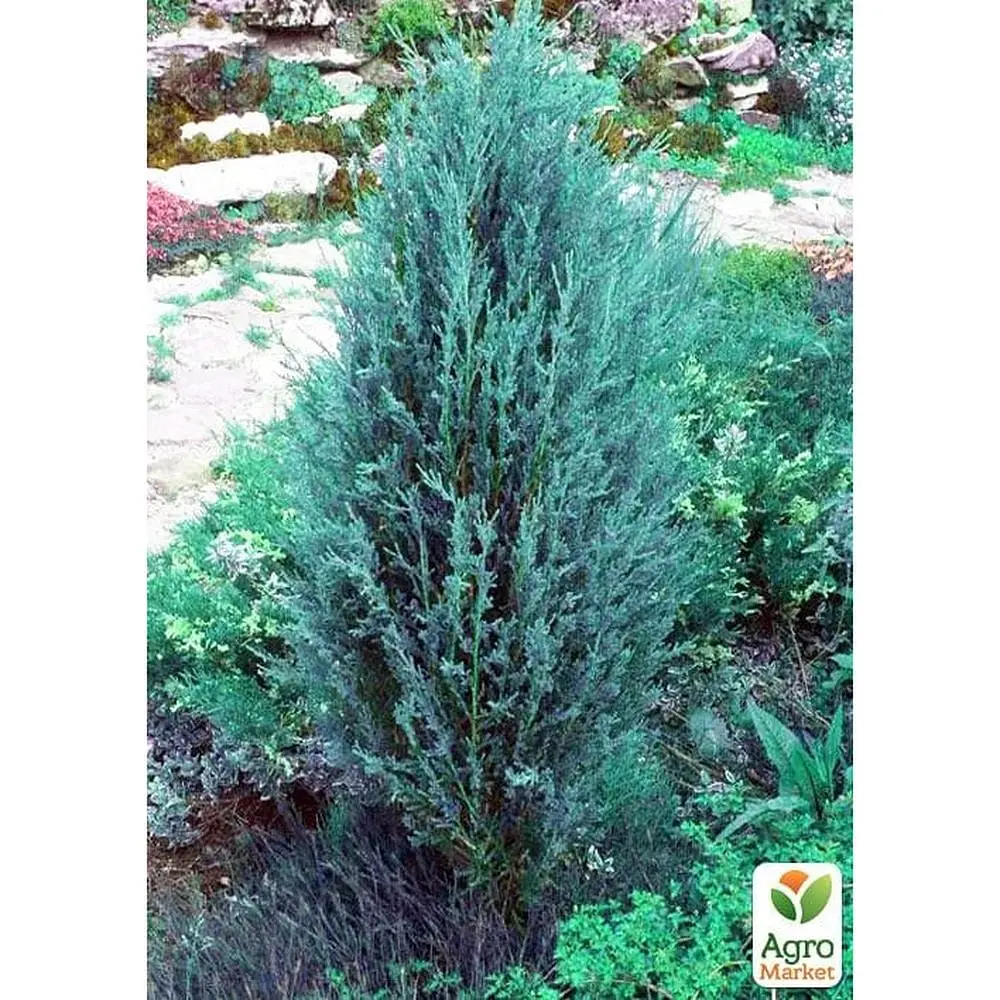 Саджанець Agro-Market Ялівець скельний Silver Star C2, висота 40-60 см (62123) - фото 3