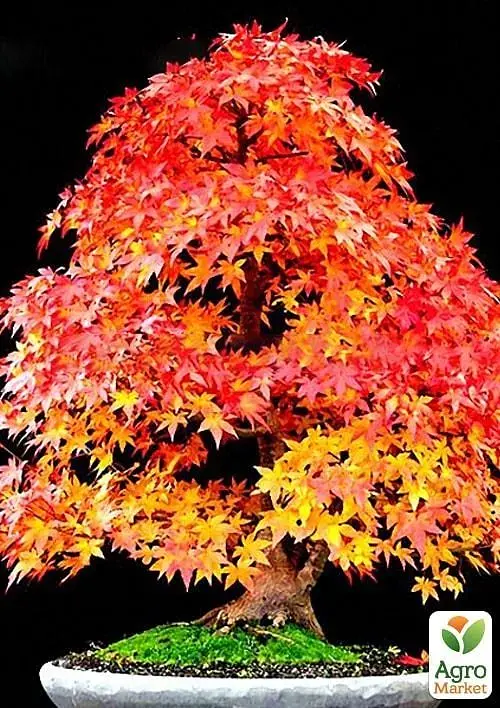 Саджанець Agro-Market Клен віяловий Фенікс (Acer palmatum Phoenix) контейнер P9, 1 шт. в упаковці (50724) - фото 3