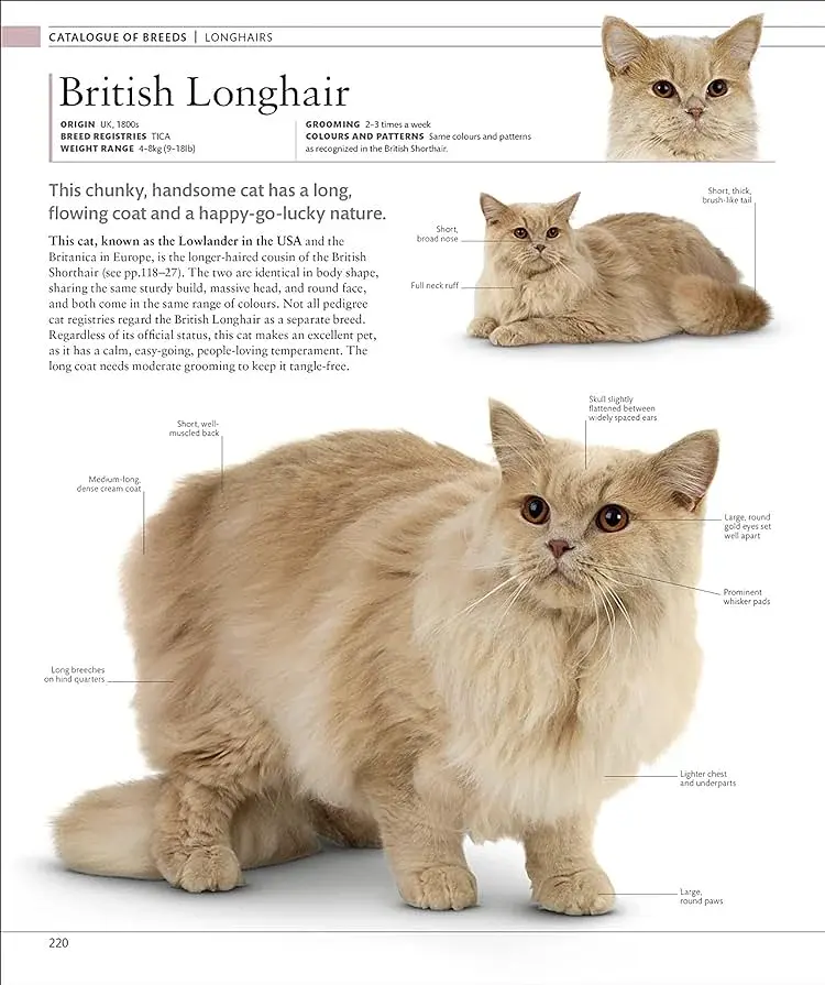 The Cat Encyclopedia - фото 8