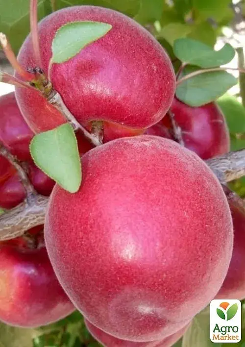Саженец Agro-Market Абрикос Фуэго (великоплодный, ранний срок созревания) 1 шт. в упаковке (156838) - фото 2