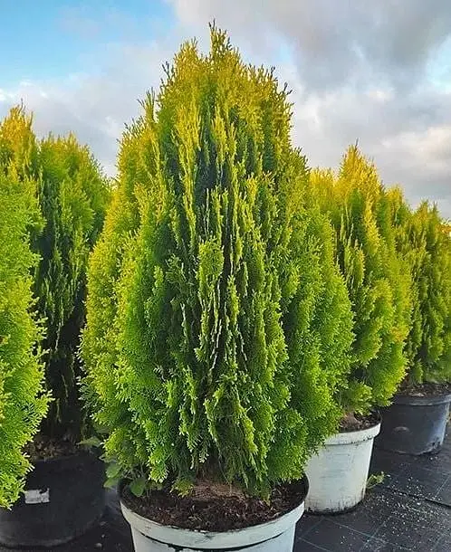 Саженец Agro-Market Туя восточная Aurea Nana (ком/сетка), высота 100-120 см (178491) 1 шт. в упаковке - фото 3
