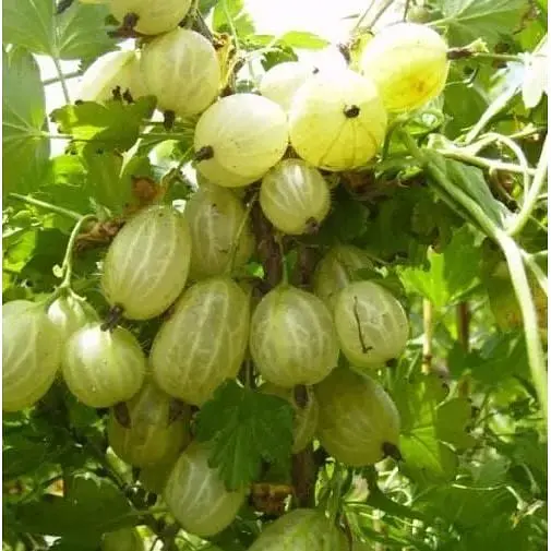 Саджанець Agro-Market Агрус Інвікта (Invict) (середній термін дозрівання, високоврожайний сорт) 1 шт. в упаковці (19907) - фото 3