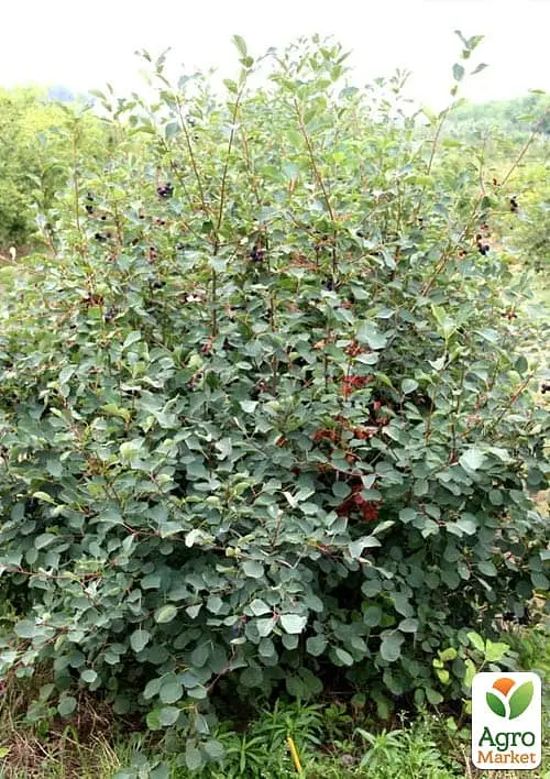 Саджанець Agro-Market Ірга 2-річна вільхолиста Amela (вкорінена в контейнері) 1 шт. в пакуванні (183344) - фото 2