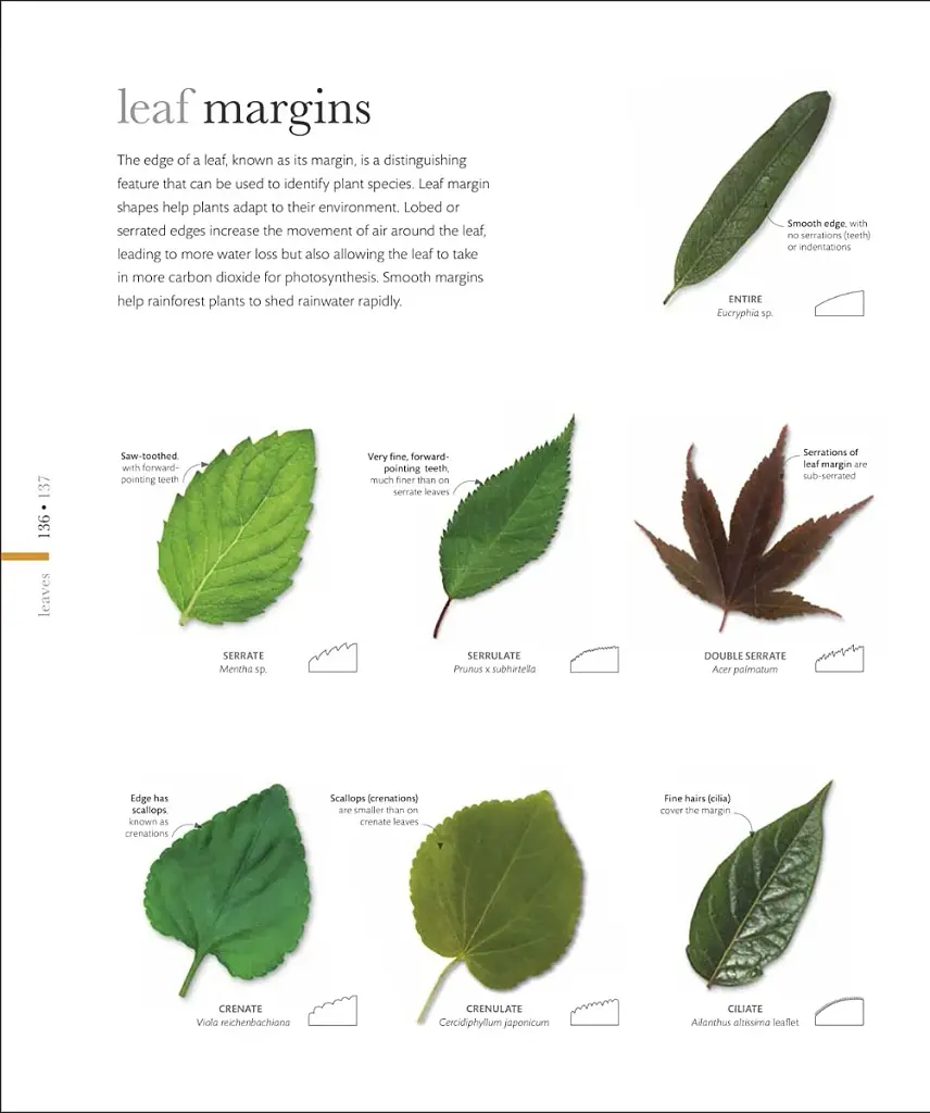 The Science of Plants - фото 7