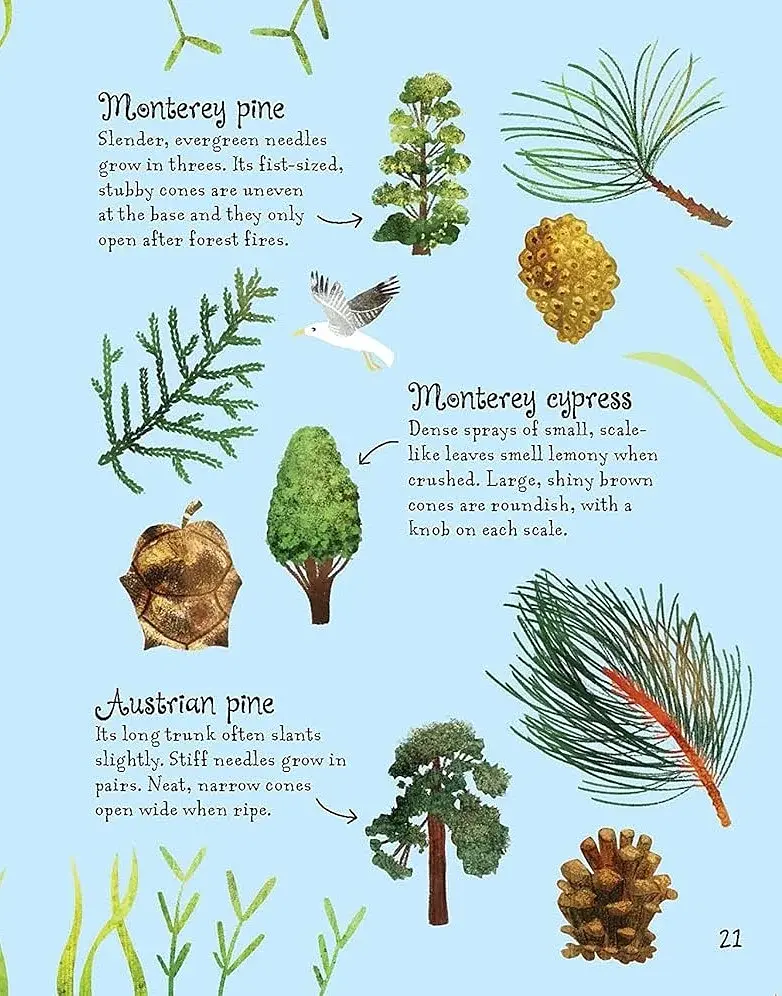 Trees to Spot. Usborne Minis - фото 4