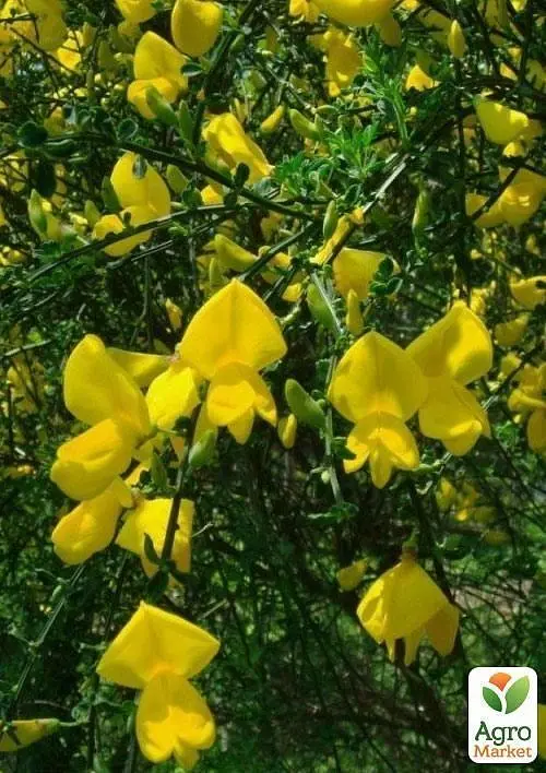 Саджанець Agro-Market Рокитник Cytisus Scoparius Vanessa (49181) - фото 5